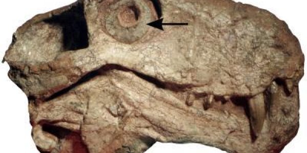 Synapsids Push Evolutionary Origin Of Nocturnality In Mammals Back 100 Million Years