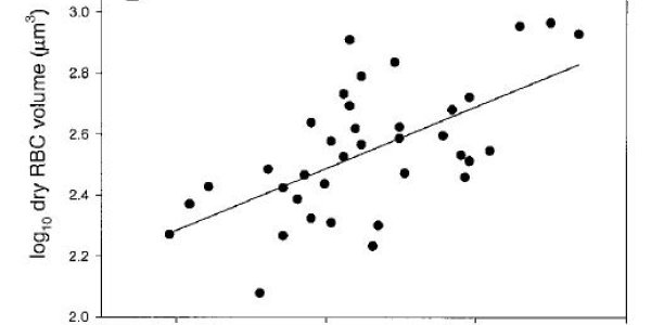 Gecko genome size and cell size