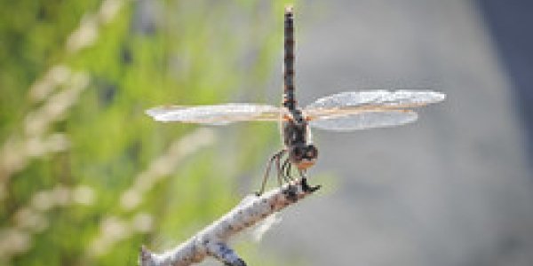 Ancient Perfection: Dragonflies