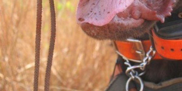 Using Feces To Save Some Animal Species