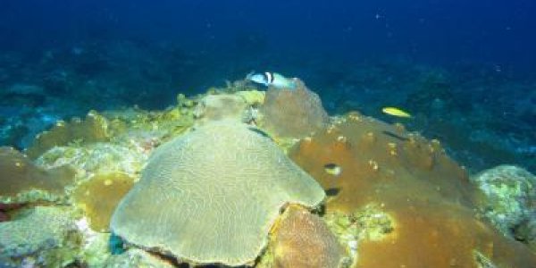 Bioerosion In Mesophotic Coral Reef Geology