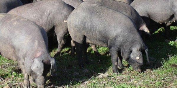 Iberian Pig Genome Unchanged For The Last 500 Years