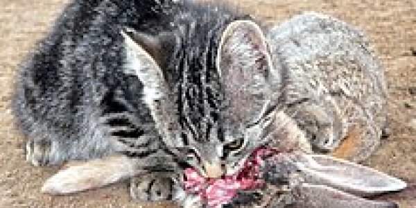 Cat Cruelty Supernatural Now Australians Rediscover Traditional Chinese Solution