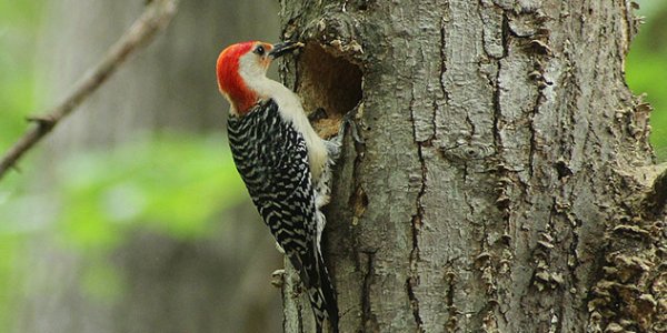 How Woodpecker Bodies Cushion Collision Impact On Bird Brains