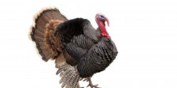 Thanksgiving Science 2015