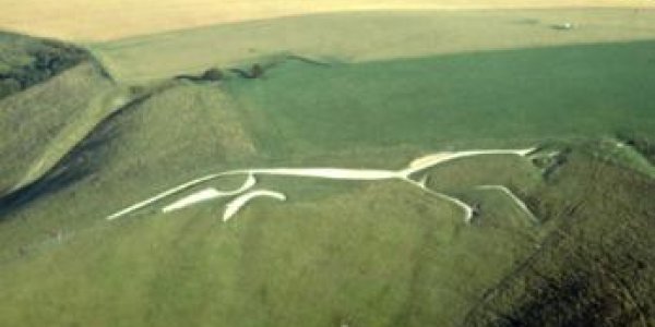 The Genetics Of White Horses