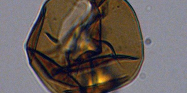 33.6 Million Years Ago Earth Got The Antarctic Polar Icecap - And A Plankton Food Web