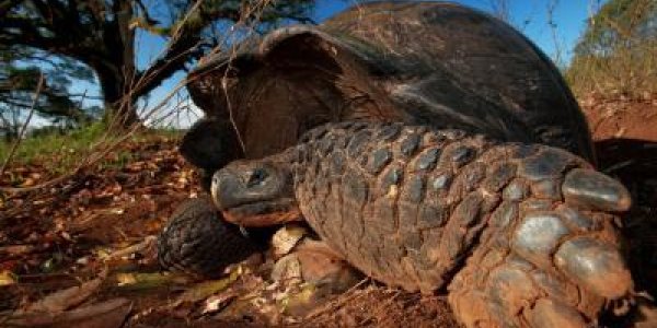 Galapagos Tortoises Get Around