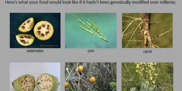 Costco - We Are Going To Teach The Controversy