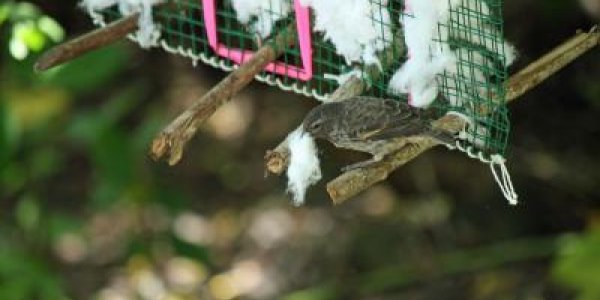 Self-Fumigation Actually Is For The Birds