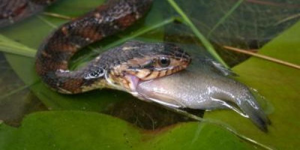Passive California Species May Fall Prey To Eastern Invader Snakes
