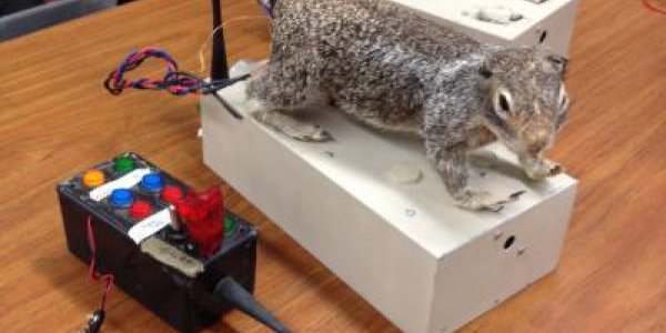 This Is A Job For RoboSquirrel