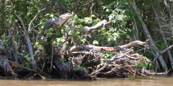 Crocodiles Climb Trees