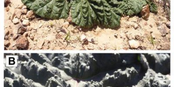 Rumex Hymenosepalus - The Plant That Waters Itself