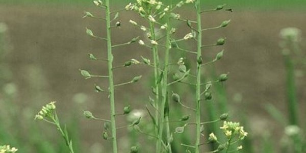 Cabbage fuel reduces carbon release!
