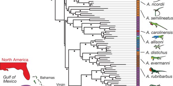 Lizard Genome Revealed