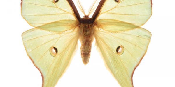 How To Fool Enemy Sonar - Mimic Moths