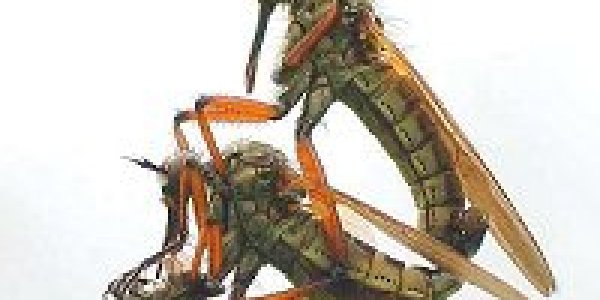 Genetic Fitness - Biological Bias, Not Societal, Explains Promiscuous Men And Chaste Women