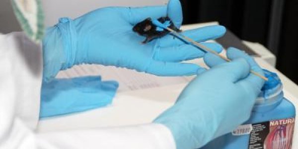 Sex Shop Science? Skin Communicates With, And Affects, Metabolism In The Liver