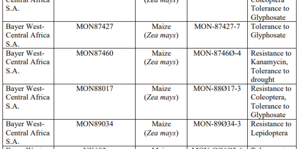 Slap To Colonialism: Ghana Defies Europe and Approves GMOs