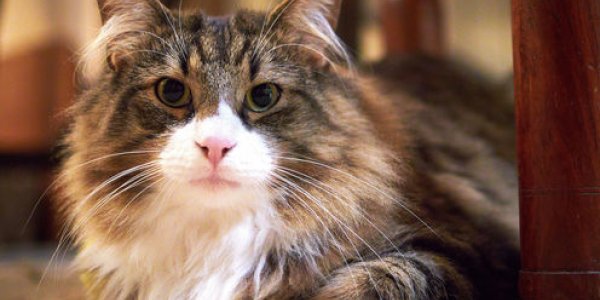 Pretty Kitty: 'Friendly' Genes In Felines Mapped In Study