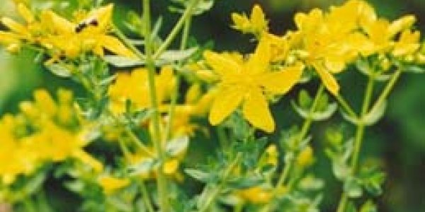 St. John's Wort Herbal Supplement Causes Dangerous Interactions With Real Medicine