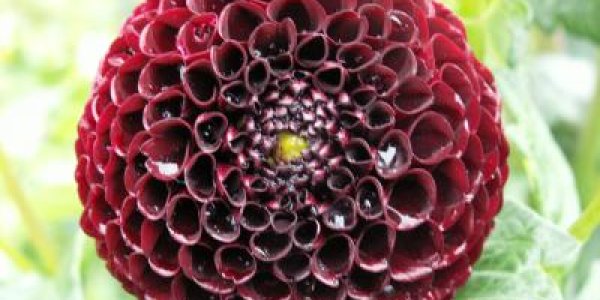 Le Rouge Et Le Noir: Why The Black Dahlia Gets Its Color