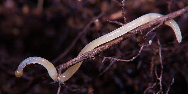 Environmental Pollutants Make Worms Susceptible To Cold