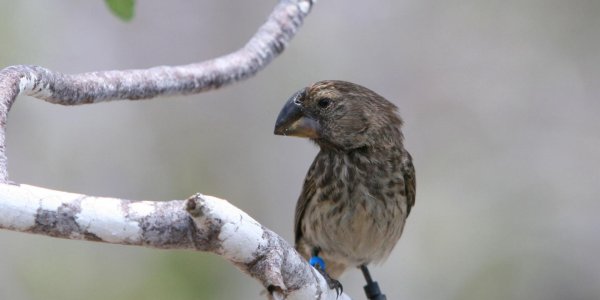 Happy Darwin Day: Evolution Of Darwin's Finches And Their Beaks