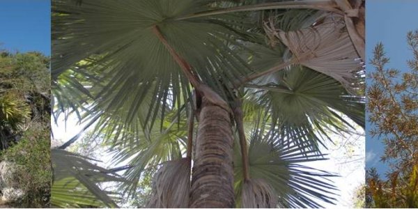 Top 10 New Species For 2009