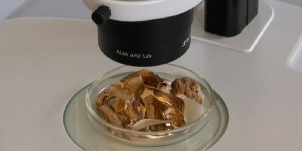 Wild Mushrooms: You May Eat Something Even Science Doesn't Know About