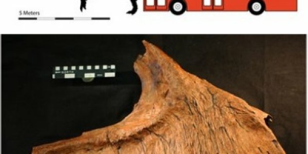 Evidence Mishandled: Meat-Eating Killer Tracked to Africa