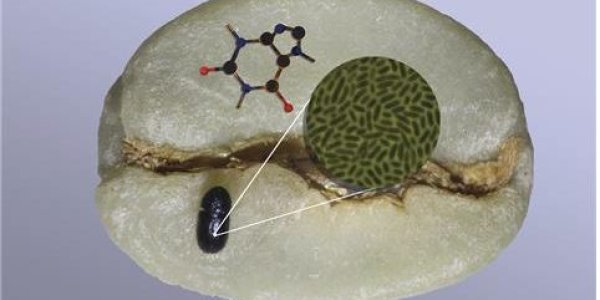Coffee Berry Borer Consumes Enough Caffeine To Kill A Human Without Harm