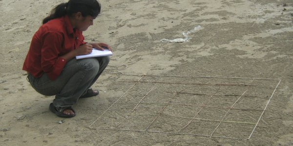 The swarm of little crab on the beach