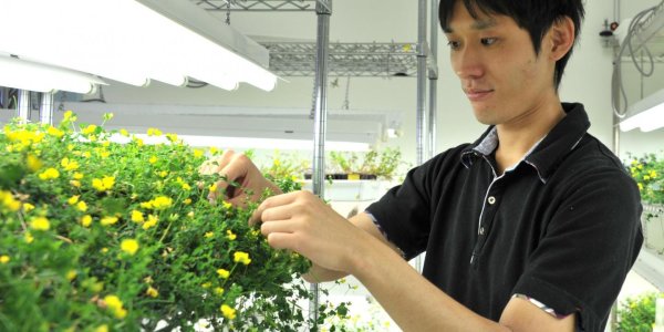 Long-distance Communication From Leaves To Roots