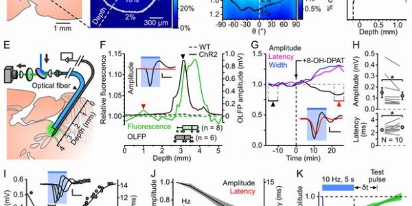 From Happiness To Pain: Understanding Serotonin's Function Using Genetics And Optics