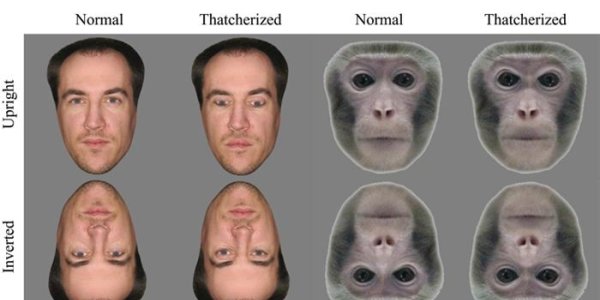 Monkey And Man - The Thatcher Illusion And Facial Recognition