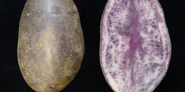 Entzia And Miren - Two New Potato Varieties