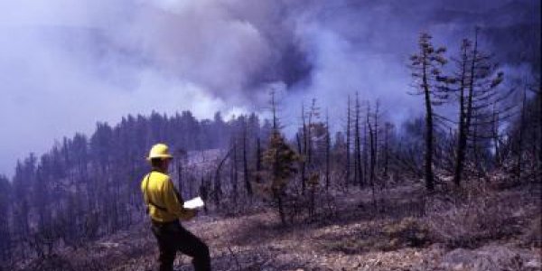 Forest Dilemma - Clear Trees Or Boost Global Warming From Wildfires