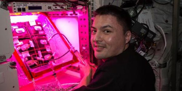 First Zinnias Grown In Space