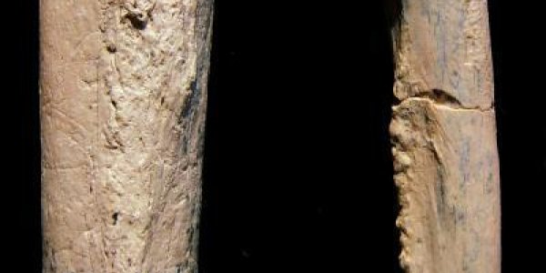 Paranthropus Boisei: A Ruggedly Built, Tree-Climbing Human Ancestor