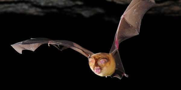 Bats Gave Us Mumps: Multiple Infectious Agents Discovered In 'Virus Reservoir'