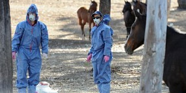 Australia's Deadly Hendra Virus (HeV) Desperately Needs More Research