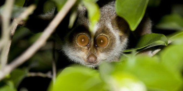 5 Ways To Stop The World’s Wildlife From Vanishing