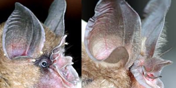 Rhinolophus Paradoxolophus: Bat's Super Sonar Nose Explained