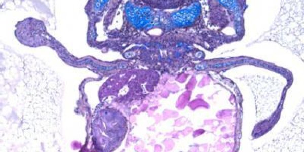 HoxD13: Researchers Engineer Zebrafish To Grow A Leg