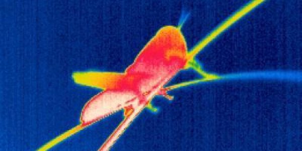 How Locusts Optimize Holocausting The Environment