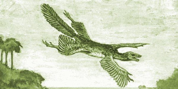New Evidence Casts Doubt On Bird-From-Dinosaur Theory