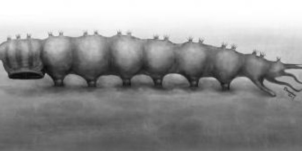 Qiyia Jurassica: Bizarre Parasite From The Jurassic Period