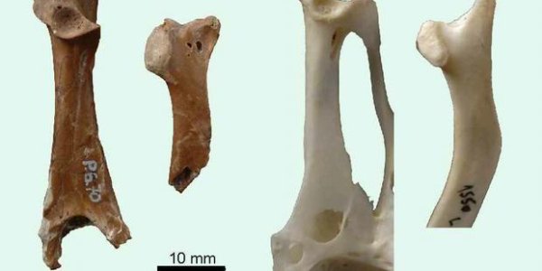 Protoazin Parisiensis: Did South American Hoatzins Originate In Europe?